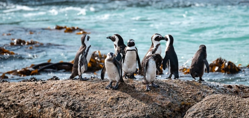 Увлекательный тур в ЮАР: прогулки по Кейптауну, развлечения на природе и погружение в культуру – авторский тур