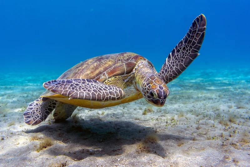 Абу Даббаб: свидание с морскими черепахами – групповая экскурсия