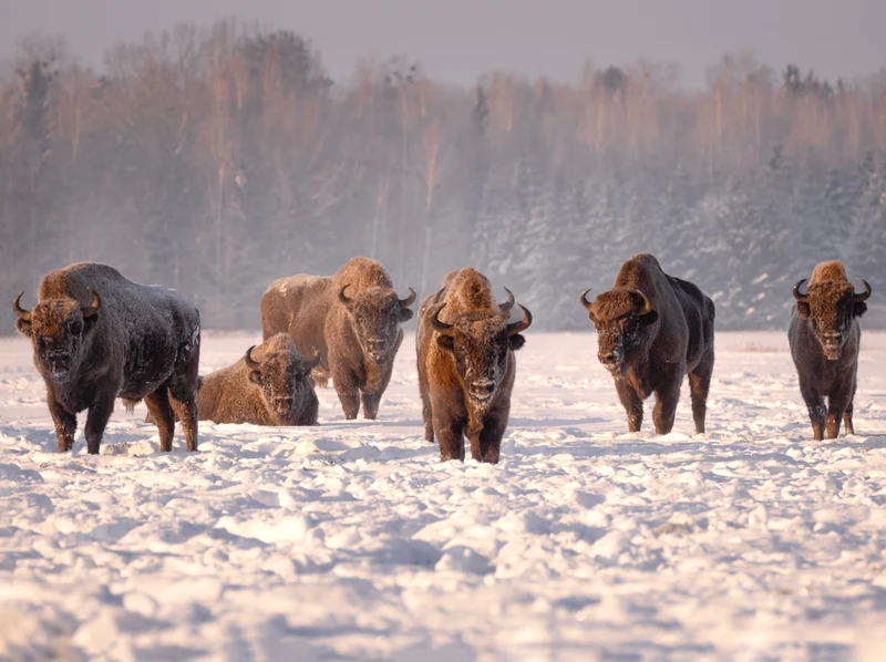 Индивидуально по визитным карточкам Беларуси: замки, Брестская крепость, Беловежская пуща – авторский тур