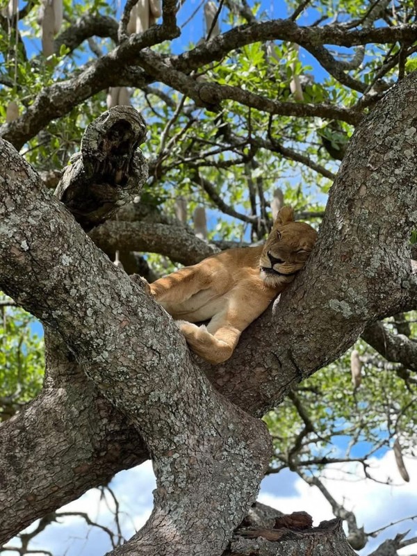 Летим в Микуми на сафари — из Занзибара (всё включено) – групповая экскурсия