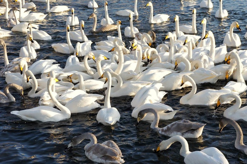 Путешествие на Алтай в мини-группе с комфортом: культура и живописные уголки края – авторский тур