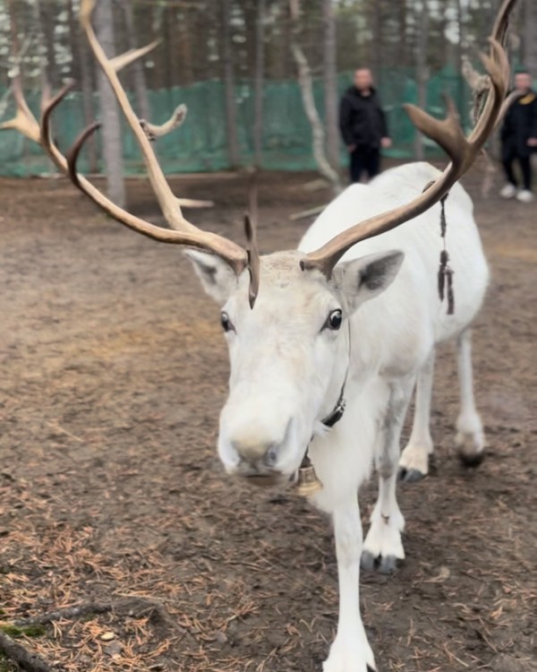 Из Мурманска — в саамскую деревню – групповая экскурсия