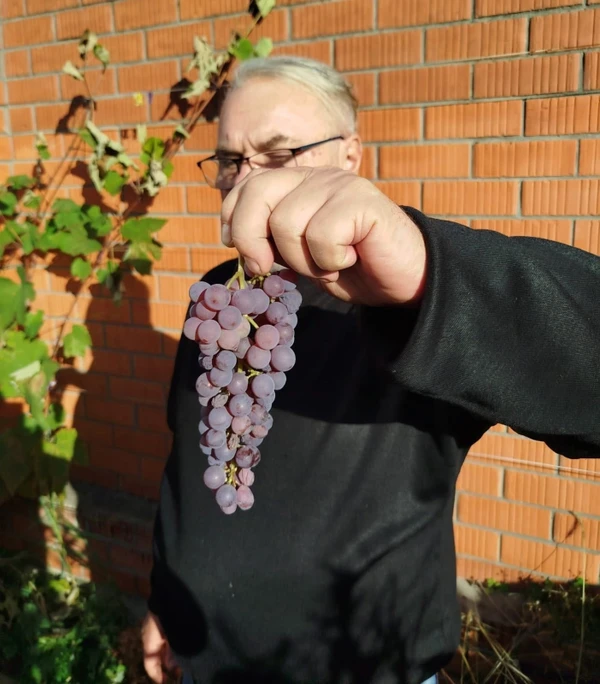 В гостях у виноградаря: дегустация в Павловском Посаде – групповая экскурсия