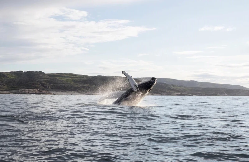 Сияние, киты и ты: Арктика с айс-флоатингом и этнопрограммой, выходом в море и посещением Териберки – авторский тур