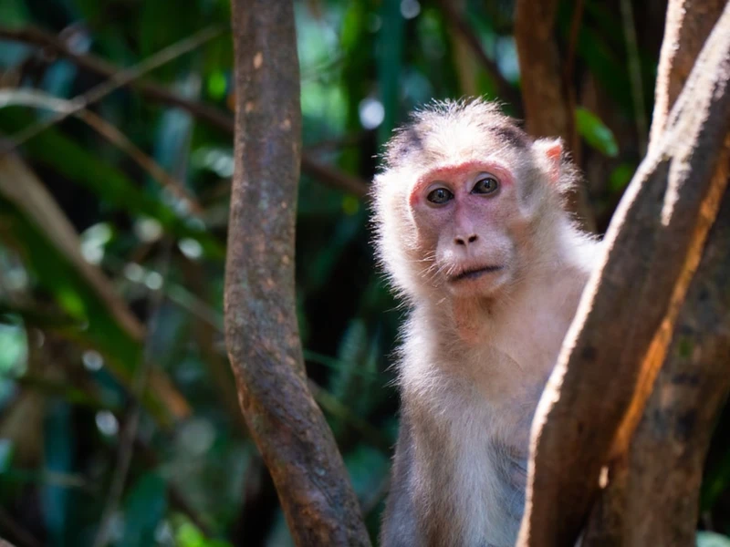 Джунгли и специи Гоа: водопад Дудхсагар и сафари на джипах (всё включено) – индивидуальная экскурсия