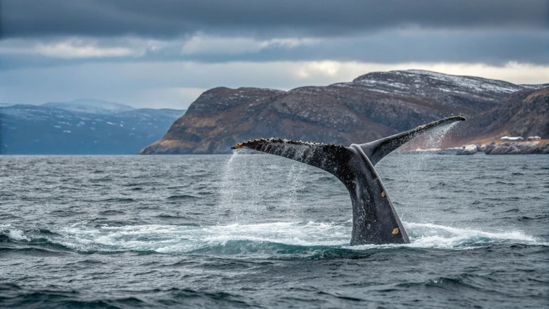 С семьёй на Север: Мурманск, Териберка, Кировск и деревня саамов индивидуально – авторский тур