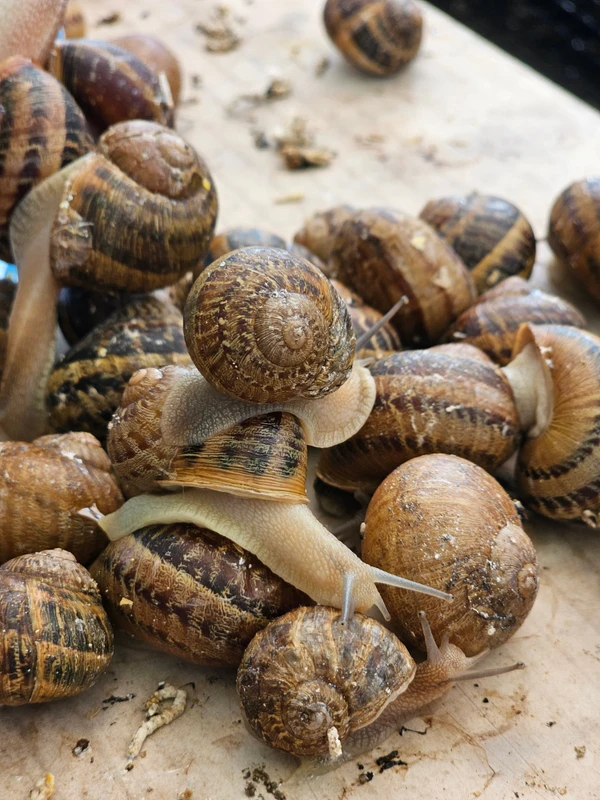 Трансфер из Минска: улиточная ферма и Несвижский замок – индивидуальная экскурсия