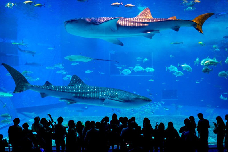 Ocean Expo Park — океанариум Тюрауми – индивидуальная экскурсия