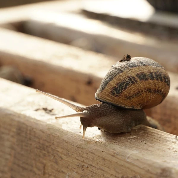 Экскурсия по улиточной экоферме в Сочи
