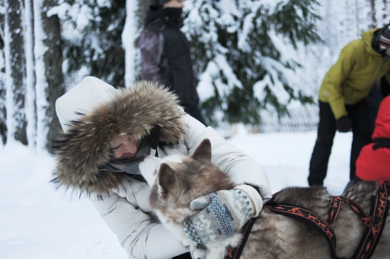 Прокатиться на собачьей упряжке в Карелии – индивидуальная экскурсия