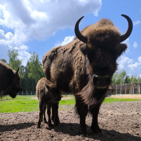 Лайт-путешествие в Беловежскую пущу — из Бреста – индивидуальная экскурсия