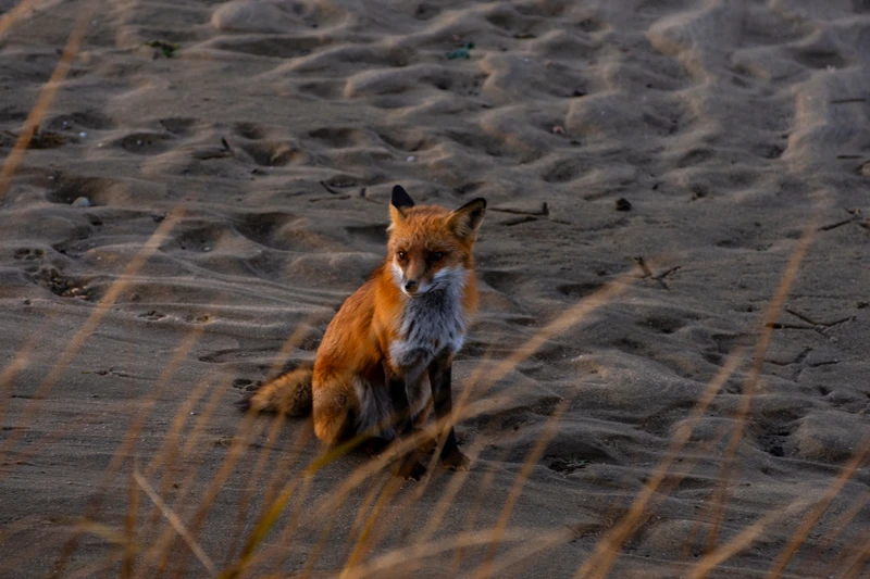 Куршская коса и Зеленоградск: увлекательное путешествие – групповая экскурсия