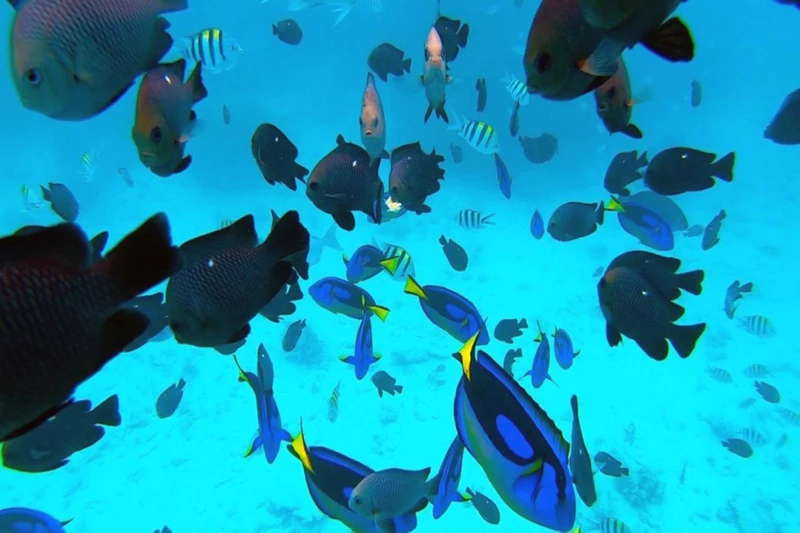 Снорклинг у острова Мнемба и купание с дельфинами – групповая экскурсия