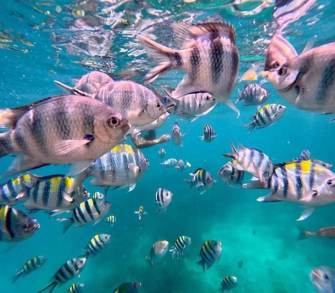 Снорклинг у острова Мнемба и купание с дельфинами – групповая экскурсия