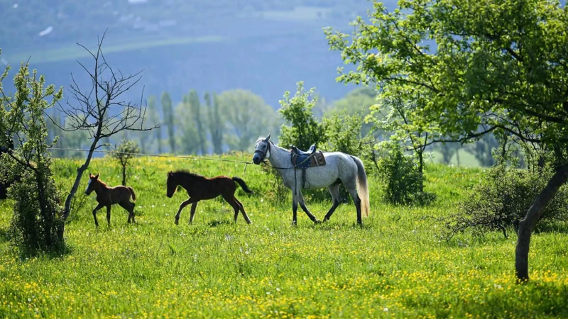 Конная прогулка на экоферме (трансфер из Еревана) – индивидуальная экскурсия
