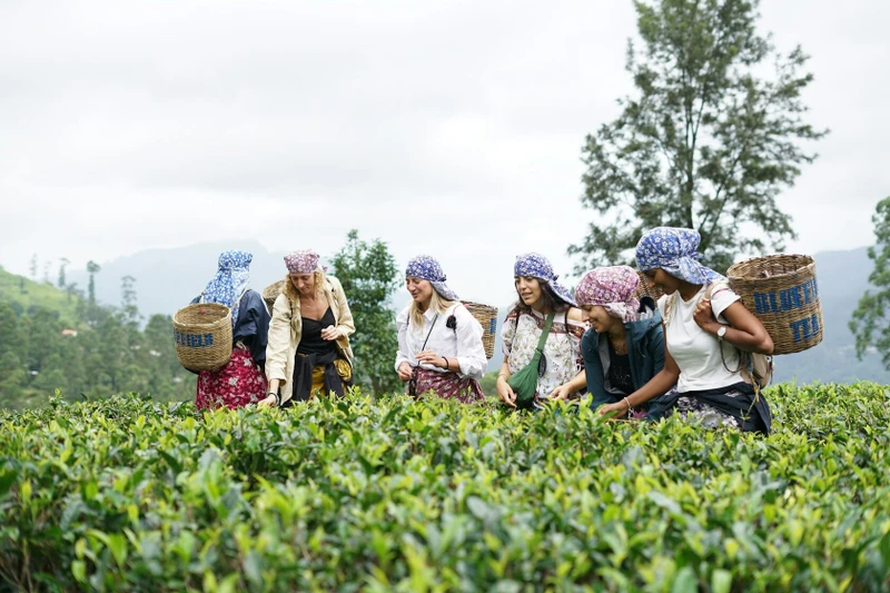 Приключения на Шри-Ланке: экскурсии и треккинги, уроки йоги и сёрфинга, гастрономия – авторский тур