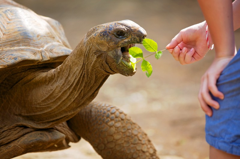 Чудеса природы на юге Маврикия – индивидуальная экскурсия
