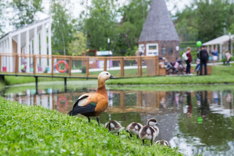 Групповая экскурсия по Городской Ферме ВДНХ с мастер-классом