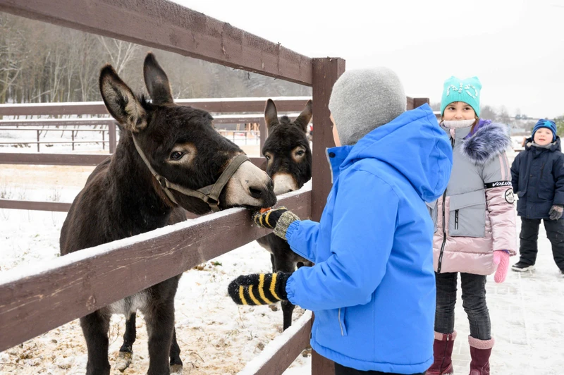 Новый год на ферме в вашей компании: общение с животными, зимние забавы и сырный мастер-класс – авторский тур