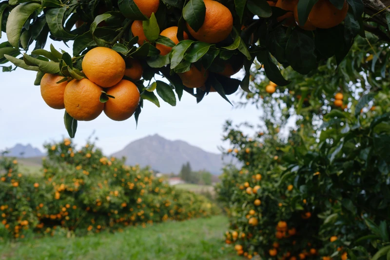 Мандариновое путешествие в Абхазию (из Сочи) – индивидуальная экскурсия
