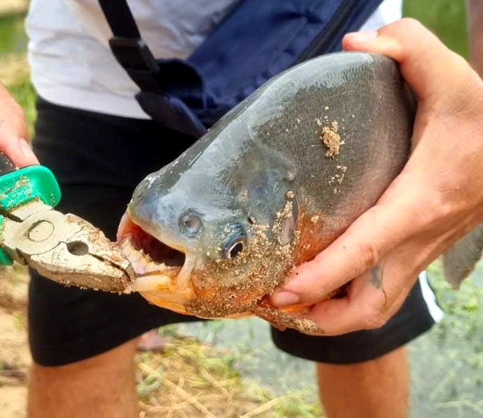 Рыбалка на озере Бау Май: охота на пиранью – групповая экскурсия