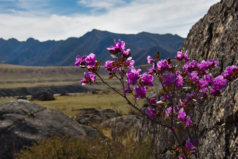 Май — пора на Алтай: Телецкое озеро, Патмос и Чуйский тракт – авторский тур