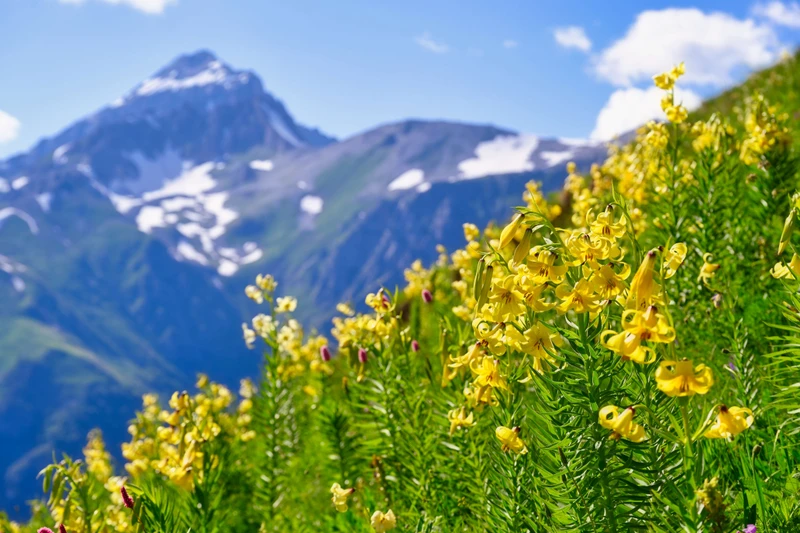 Джипы, кони и релакс: индивидуальный тур по горам, озёрам и водопадам Домбая – авторский тур