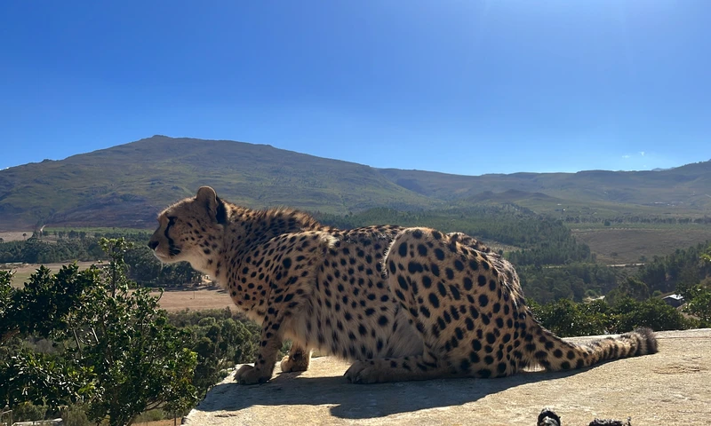Кейптаун: в мире животных – индивидуальная экскурсия