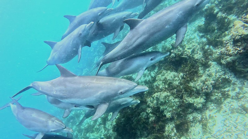 Приключения в Занзибаре: дельфины и кораллы Тумбату – групповая экскурсия