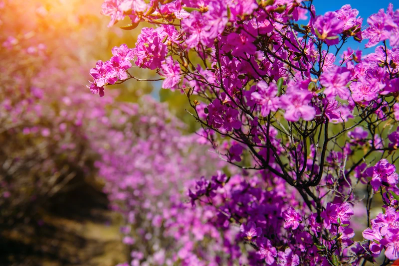 Сиреневые горы, Алтай и май: главные места во время цветения маральника в мини-группе (всё включено) – авторский тур