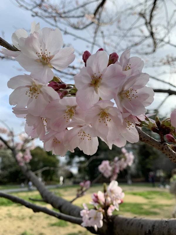 Токио в цвету: красота, которая исчезает – индивидуальная экскурсия
