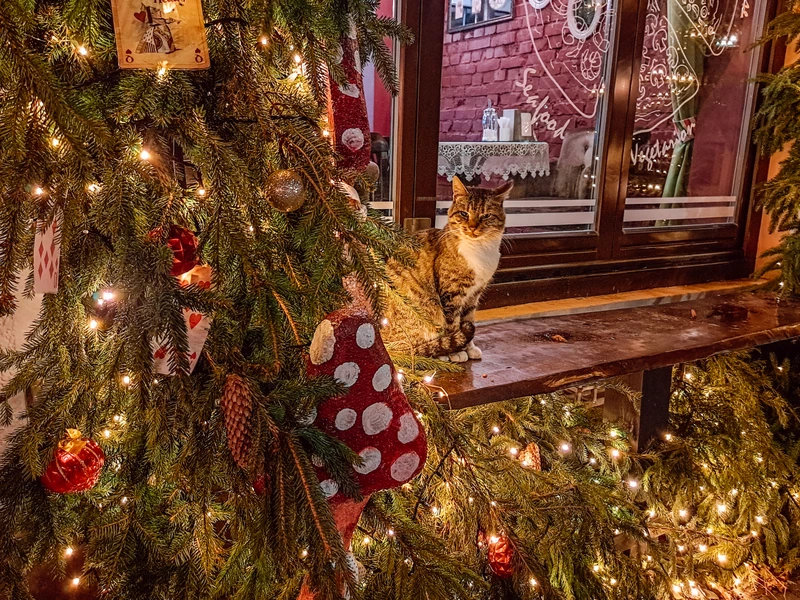 Зимнее сияние Балтики: Куршская коса и Зеленоградск – групповая экскурсия