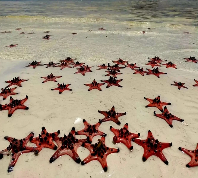 Сафари-парк и Звёздное море Рач Вем — экзотика Фукуока – групповая экскурсия