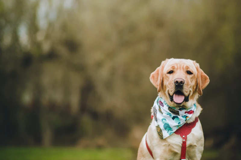 Хвостатый гид: по Павловскому Посаду — с собакой-поводырём – индивидуальная экскурсия