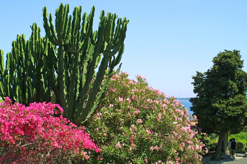 Экзотический Сочи на пешеходной экскурсии – индивидуальная экскурсия