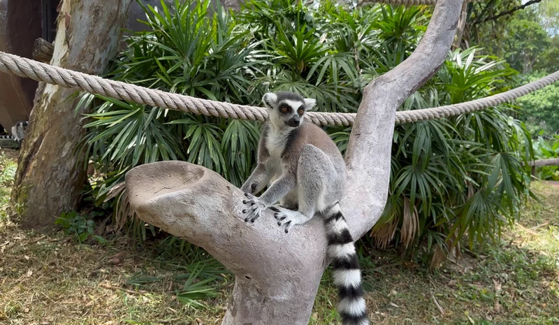 Из Паттайи — в мир дикой природы: зоопарк Кхао Кхео – групповая экскурсия
