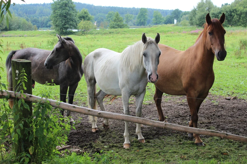 Интерактивная экскурсия по конюшне в Москве