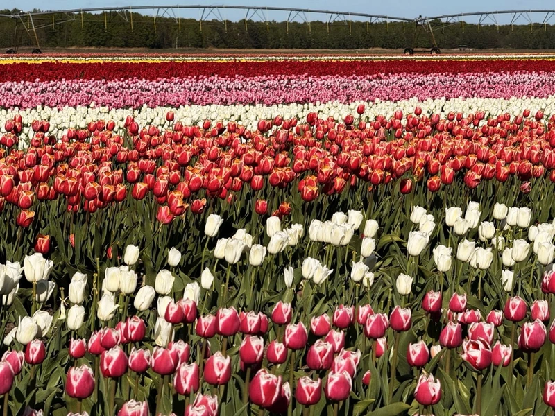 Тюльпановые поля и Коссовский дворец — из Минска – групповая экскурсия