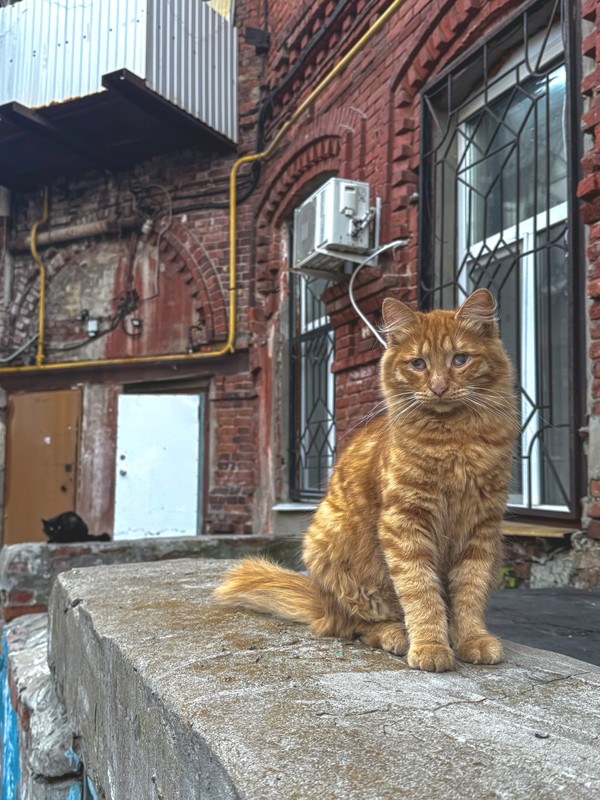 Дворики старой Самары (в группе)