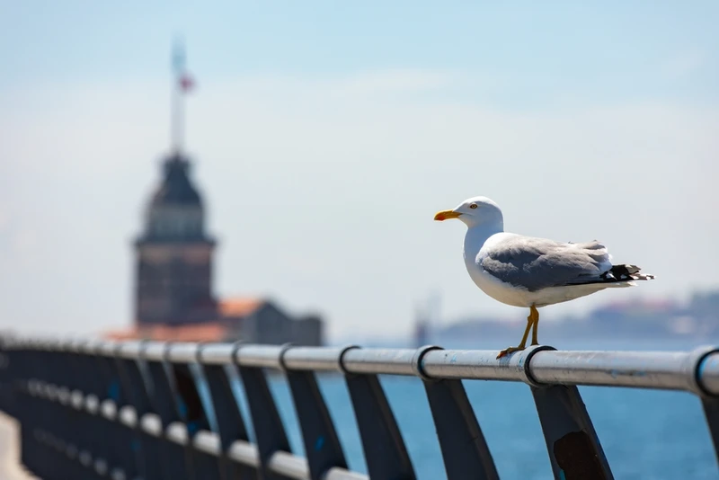 Погружение в Стамбул: тур в мини-группе с водной прогулкой – авторский тур
