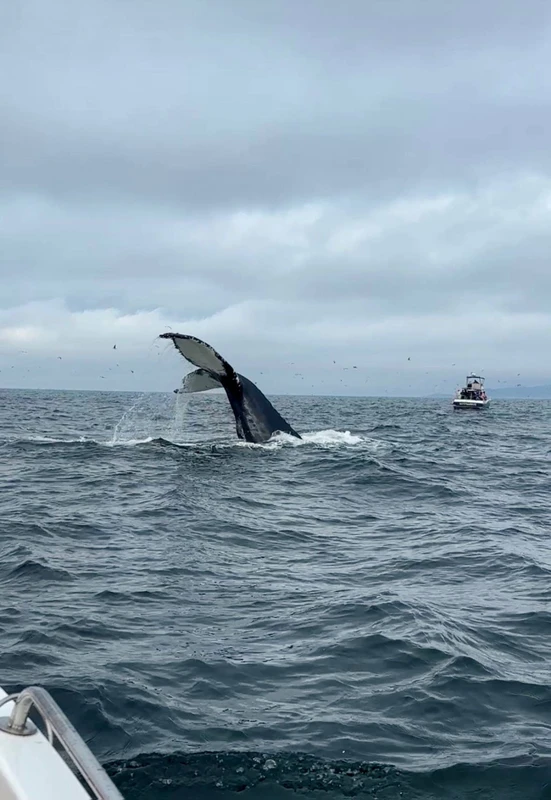 Морская прогулка в Териберке и наблюдение за китами – групповая экскурсия