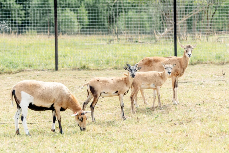 Обнимашки с живой природой: в подмосковный сафари-парк из Москвы – групповая экскурсия