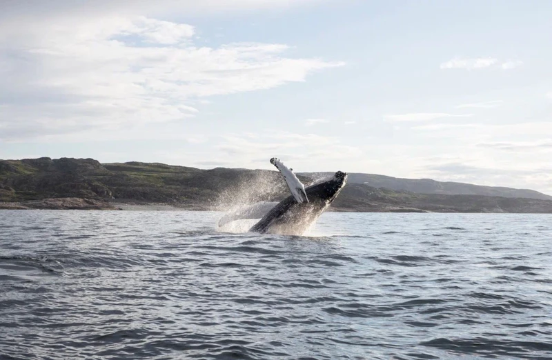 Отправиться в арктическое приключение на новейшем катере — из Териберки – индивидуальная экскурсия