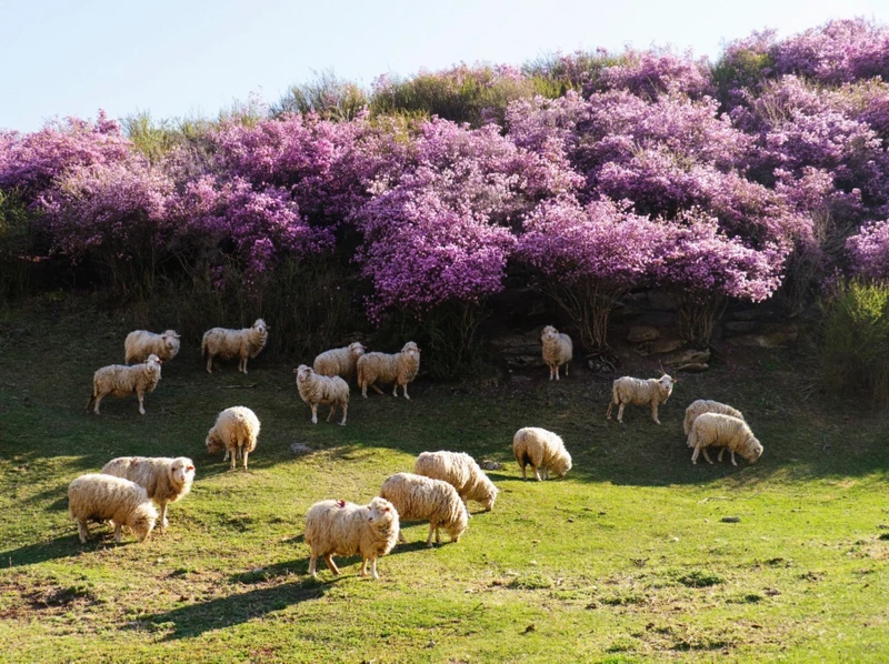 Чуйский тракт за 1 день: экскурсия-конструктор