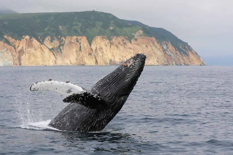 Активный отпуск на Камчатке: восхождение на вулкан, морская прогулка, сплав, баня – авторский тур