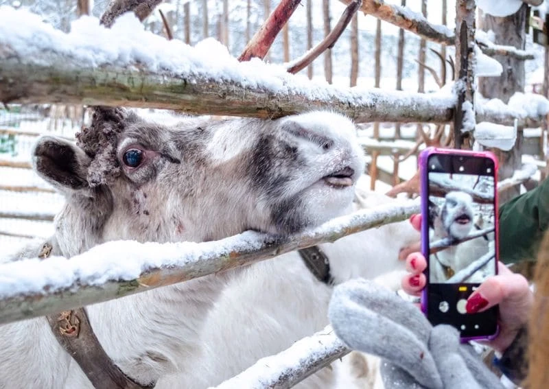 Териберка, Мурманск и деревня саамов: приключения на Кольском с поездкой за сиянием и поиском китов – авторский тур