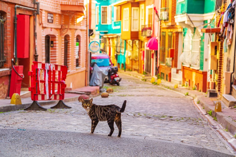 Яркий Стамбул — Балат, Фенер и Кузгунджук – групповая экскурсия