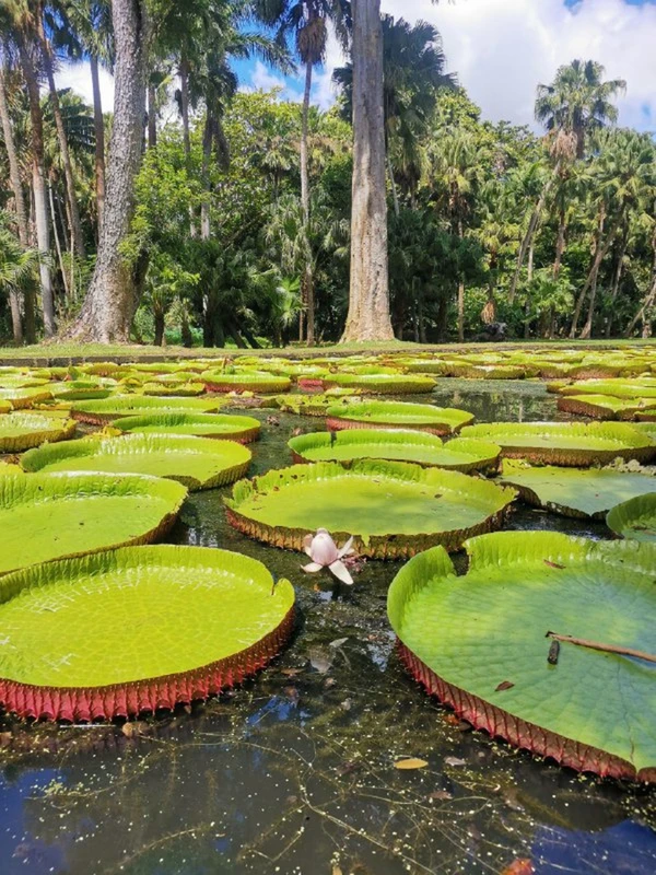 Топ локаций Маврикия: путешествие по северу острова – индивидуальная экскурсия