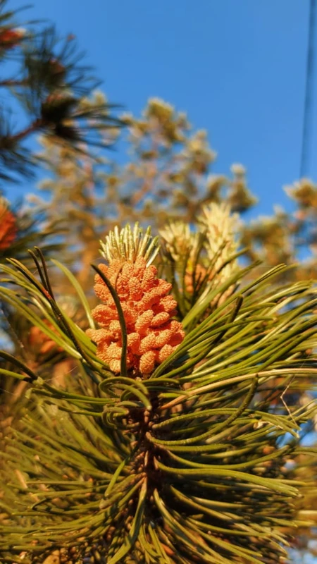 Тёплая прогулка по Куршской косе – индивидуальная экскурсия