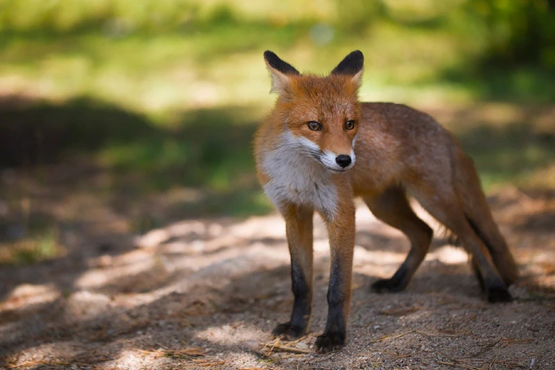 В Зеленоградск и на Куршскую косу из Калининграда – групповая экскурсия